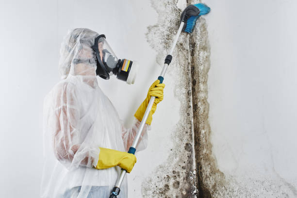 Best Mold Remediation for Vacation Homes  in Camn, DE